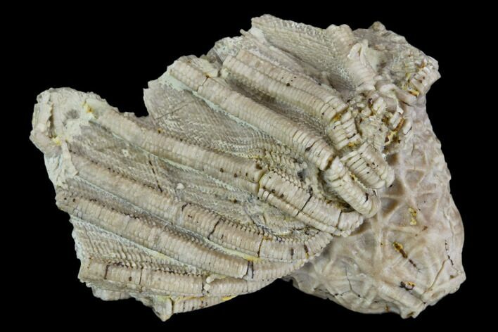 Fossil Crinoid (Cymbiocrinus) - Alabama #122405